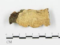 登錄號:F0008192藏品圖，第1張