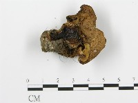 登錄號:F0008193藏品圖，第1張