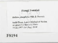 登錄號:F0008194藏品圖，第2張