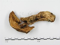 登錄號:F0008194藏品圖，第1張