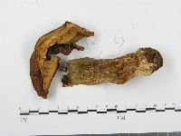 登錄號:F0008194藏品圖，第3張