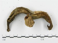 登錄號:F0008195藏品圖，第6張