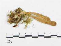 登錄號:F0008199藏品圖，第3張