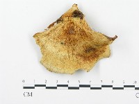 登錄號:F0008201藏品圖，第3張