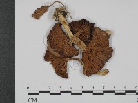 登錄號:F0008202藏品圖，第1張