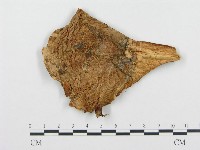 登錄號:F0008203藏品圖，第3張