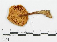 登錄號:F0008205藏品圖，第1張