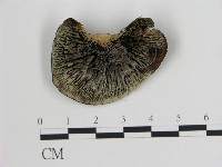 登錄號:F0008207藏品圖，第1張