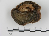 登錄號:F0008208藏品圖，第1張