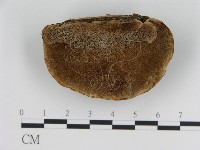 登錄號:F0008208藏品圖，第3張