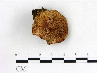 登錄號:F0008209藏品圖，第1張