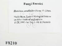 登錄號:F0008210藏品圖，第2張