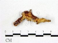 登錄號:F0008211藏品圖，第1張