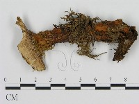 登錄號:F0008213藏品圖，第1張