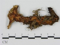 登錄號:F0008213藏品圖，第3張