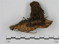 登錄號:F0008215藏品圖，第1張