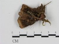 登錄號:F0008216藏品圖，第1張