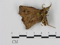 登錄號:F0008216藏品圖，第3張