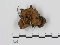 登錄號:F0008217藏品圖，第1張