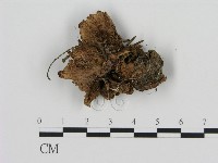 登錄號:F0008217藏品圖，第3張