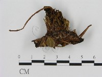 登錄號:F0008219藏品圖，第1張