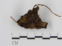 登錄號:F0008219藏品圖，第3張