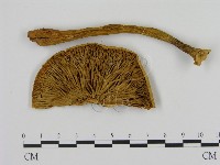 登錄號:F0008220藏品圖，第3張