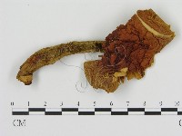 登錄號:F0008221藏品圖，第1張