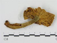 登錄號:F0008221藏品圖，第3張