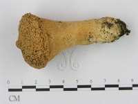 登錄號:F0008226藏品圖，第1張