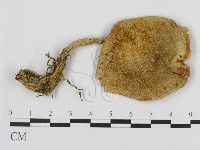 登錄號:F0008227藏品圖，第1張