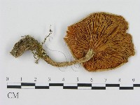 登錄號:F0008227藏品圖，第3張