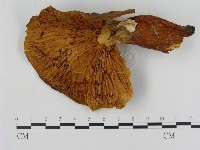 登錄號:F0008228藏品圖，第3張