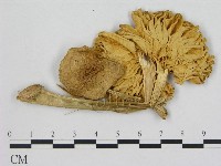 登錄號:F0008230藏品圖，第1張