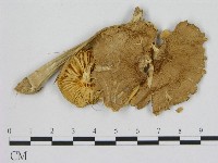 登錄號:F0008230藏品圖，第3張