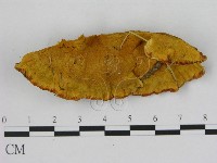 登錄號:F0008231藏品圖，第1張