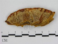 登錄號:F0008231藏品圖，第3張
