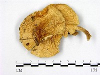 登錄號:F0008237藏品圖，第1張