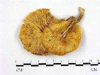 登錄號:F0008237藏品圖，第3張
