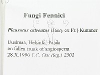 糙皮側耳藏品圖，第2張