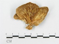 糙皮側耳藏品圖，第1張