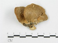 糙皮側耳藏品圖，第3張