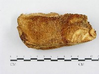登錄號:F0008243藏品圖，第1張