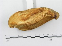 登錄號:F0008243藏品圖，第5張