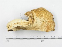 寬鱗多孔菌藏品圖，第3張