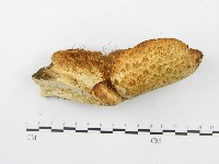 寬鱗多孔菌藏品圖，第4張