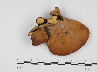 登錄號:F0008245藏品圖，第3張