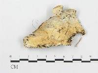 登錄號:F0008247藏品圖，第1張