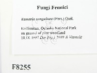 登錄號:F0008255藏品圖，第2張