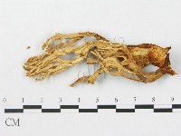 登錄號:F0008255藏品圖，第1張